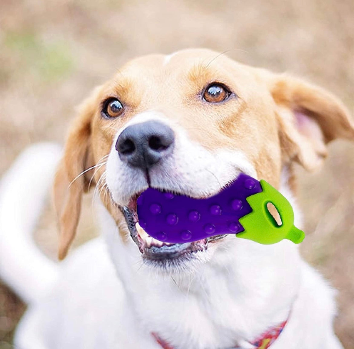 Veggie Series Brinjal Squeaky Chew Toys for Dogs & Puppies