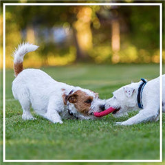 Spike Ball and Trio Ring Rubber Chew Toy