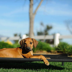 Washable Foldable Puppy Beds