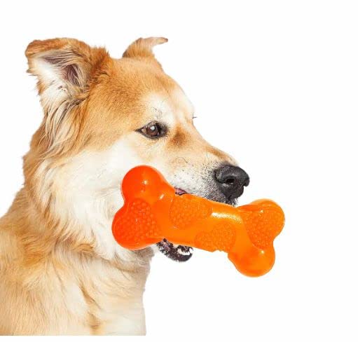 Dental Chew Bone Squeaky Toy