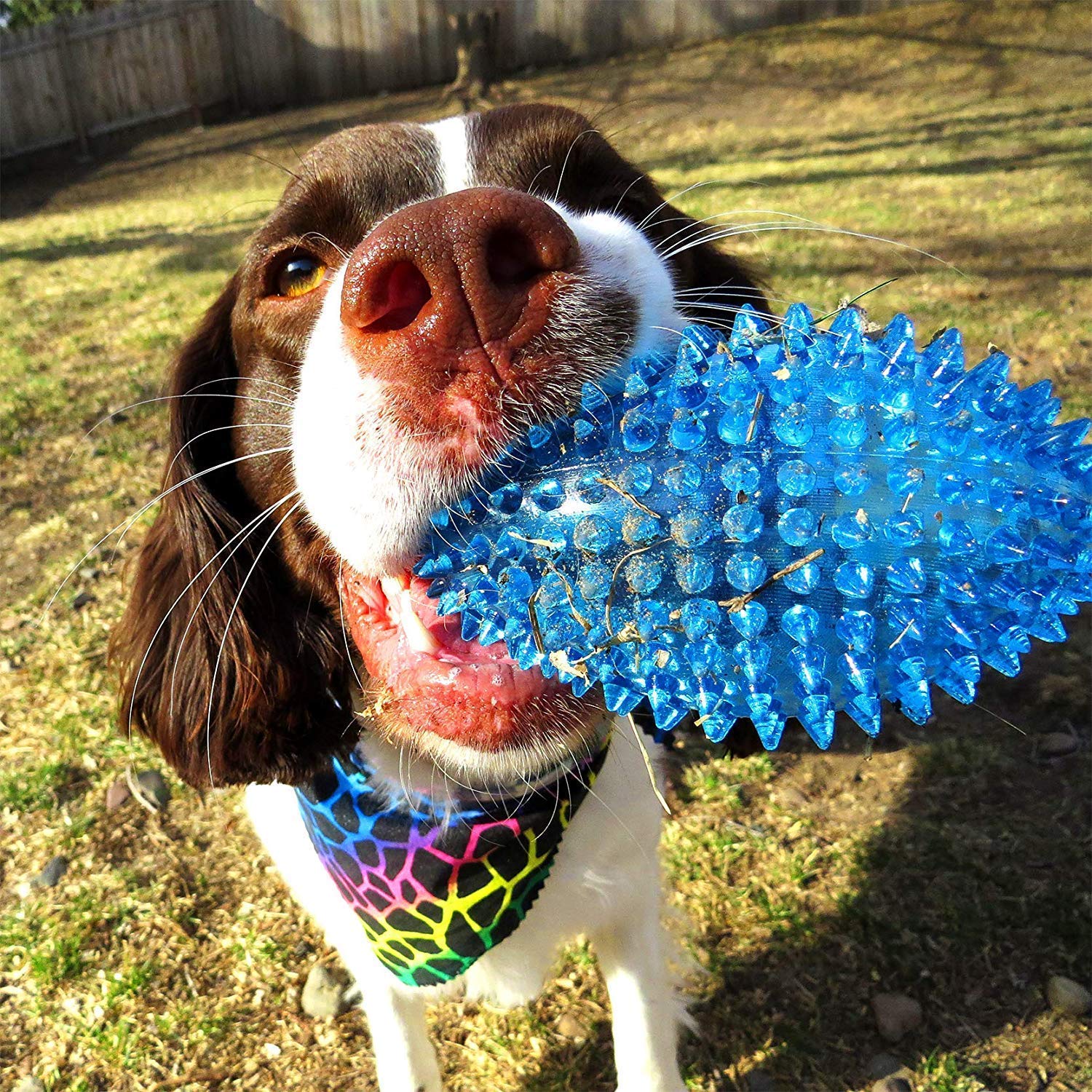 Squeaky Toys Combo of 4 Dog Toys Puppy Toys Spike Rim | Spike Rugby | Latex Baseball | Latex Hedgehog (Combo of 4)